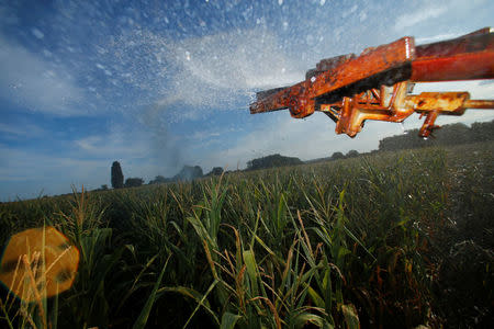A corn field is irrigated near Geinsheim, Germany, July 30, 2018. REUTERS/Ralph Orlowski