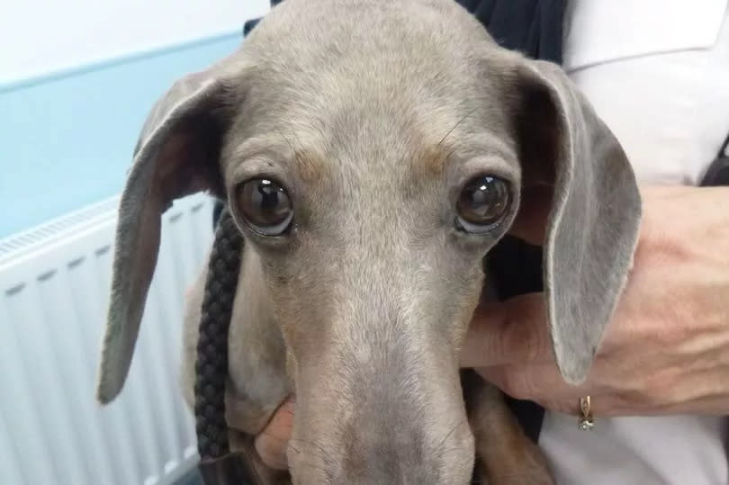 Dinky the Dachshund -Credit:RSPCA