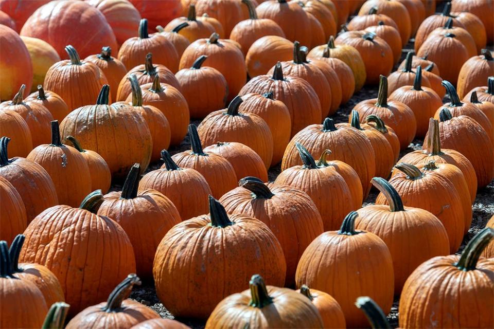 Pumpkins are ready for purchase in the pumpkin patch at the 25th annual Dell'Osso Farm Corn Maze in Lathrop. In addition to the maze and the pumpkin patch, there are many other activities including new attractions of a vintage carousel from Coney Island, miniature golf area and a low level obstacle course.