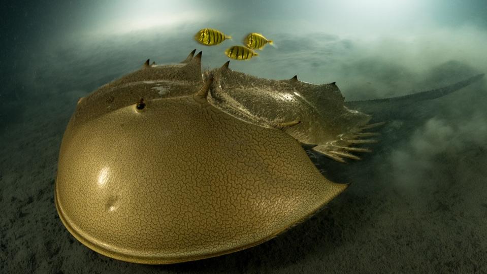 A tri-spine horseshoe crab crawls across the seabed accompanied by a trio of golden trevallies.