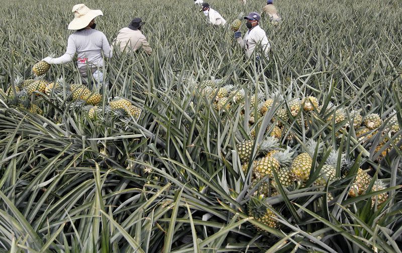 Foto de archivo. Campesinos recolectan piñas cerca a Pradera, en el departamento del Valle del Cauca