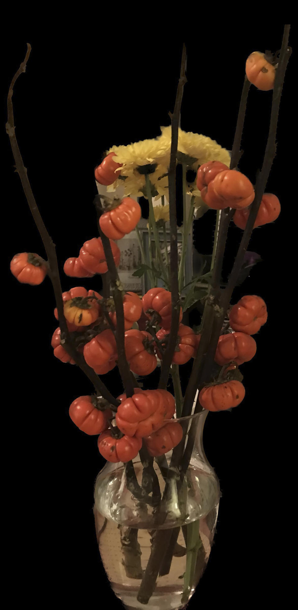 This Sept. 27, 2018 image provided by Justine Damiano shows cut stems of the pumpkin on a stick plant (Solanum aethiopicum) displayed in a vase with yellow mums in Sea Cliff, N.Y. (Justine Damiano via AP)