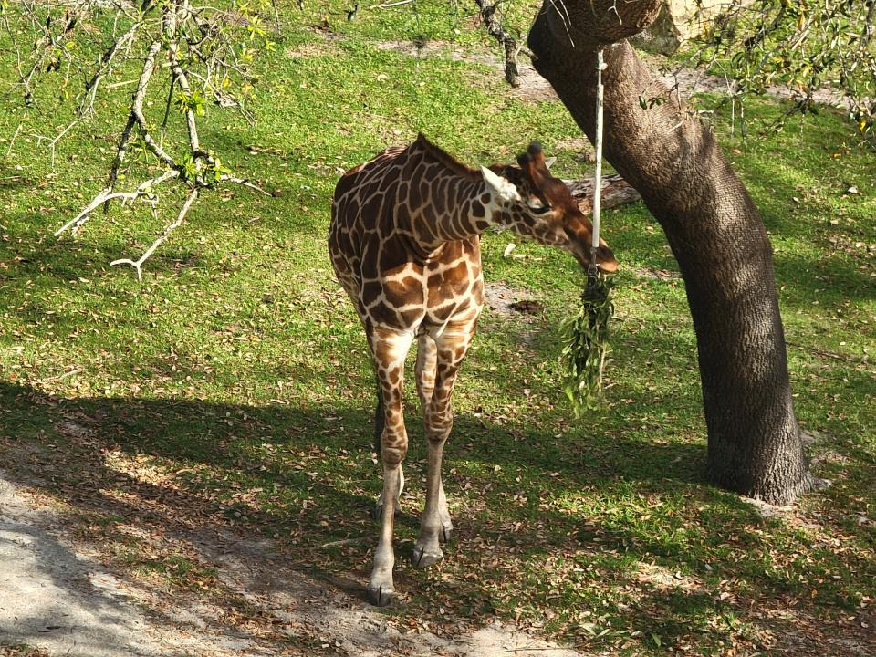 giraffe grazing outside of animal kingdom lodge