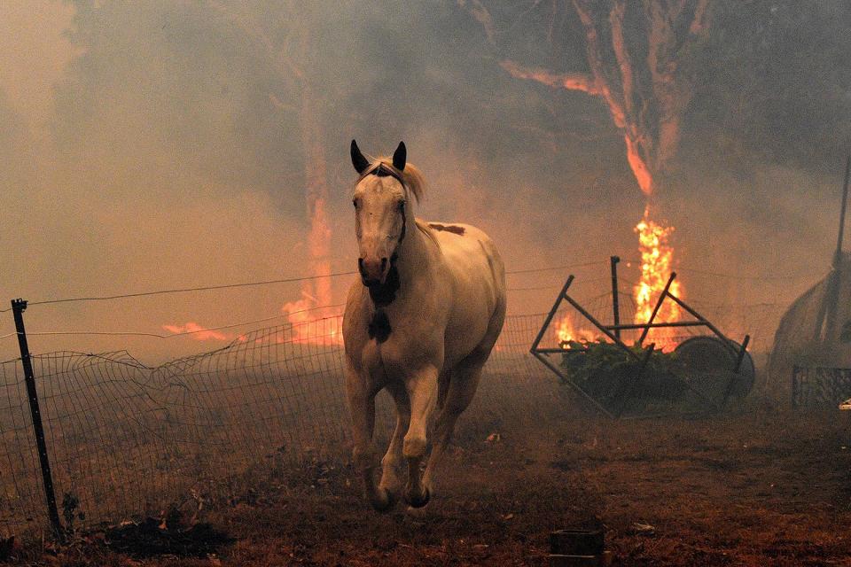 In a photo taken on New Year's Eve, a horse tries to move away from nearby bushfires at a residential property near the town of Nowra in the Australian state of New South Wales.