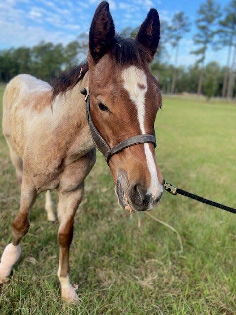 Faith was 3 months old when she was taken from Witts End Quarter Horses in Cedar Creek on Aug. 21 by Cumberland County Animal Services after a video circulated on social media showing the foal being dragged by a vehicle, beaten and sprayed with a water hose.