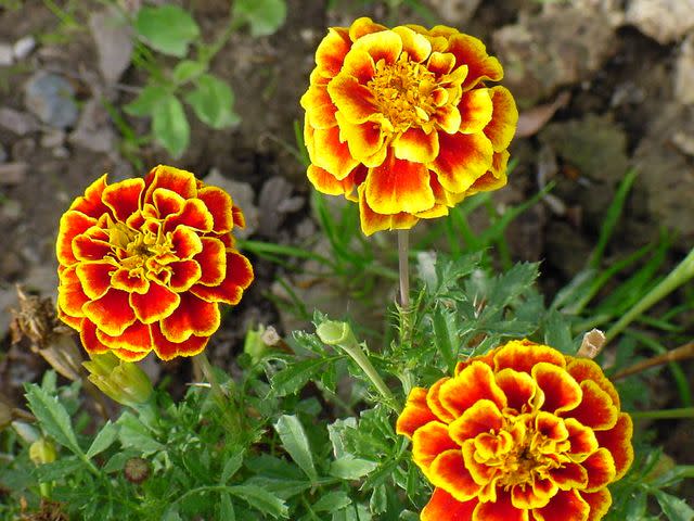 Marigolds