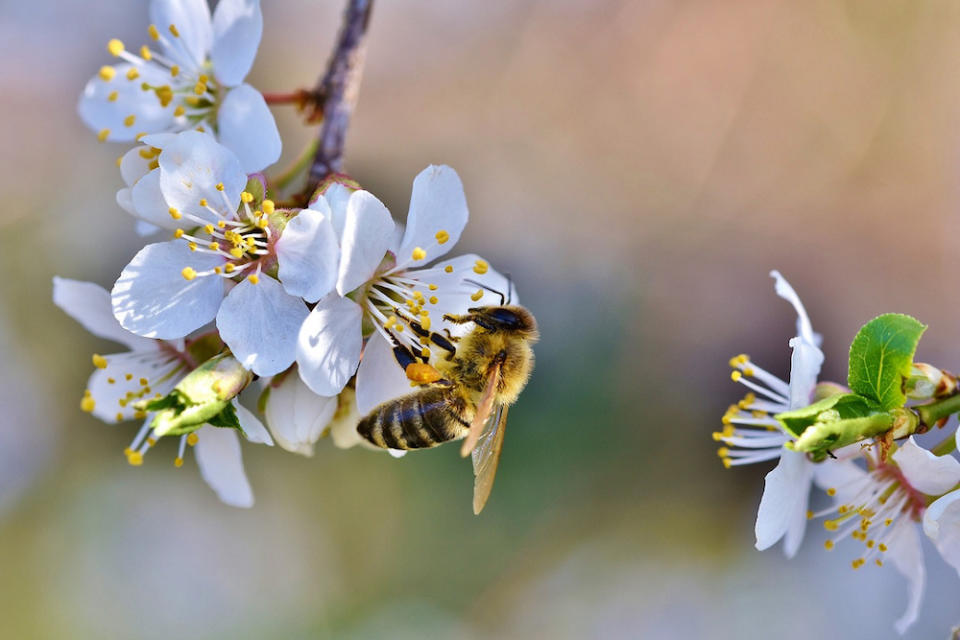 嘉義梅山有完整的環園步道(Photo Credit: Capri23auto@pixabay.com, License CC0，圖片來源： https://pixabay.com/zh/photos/bee-honey-bee-insect-pollen-nectar-4092987/)