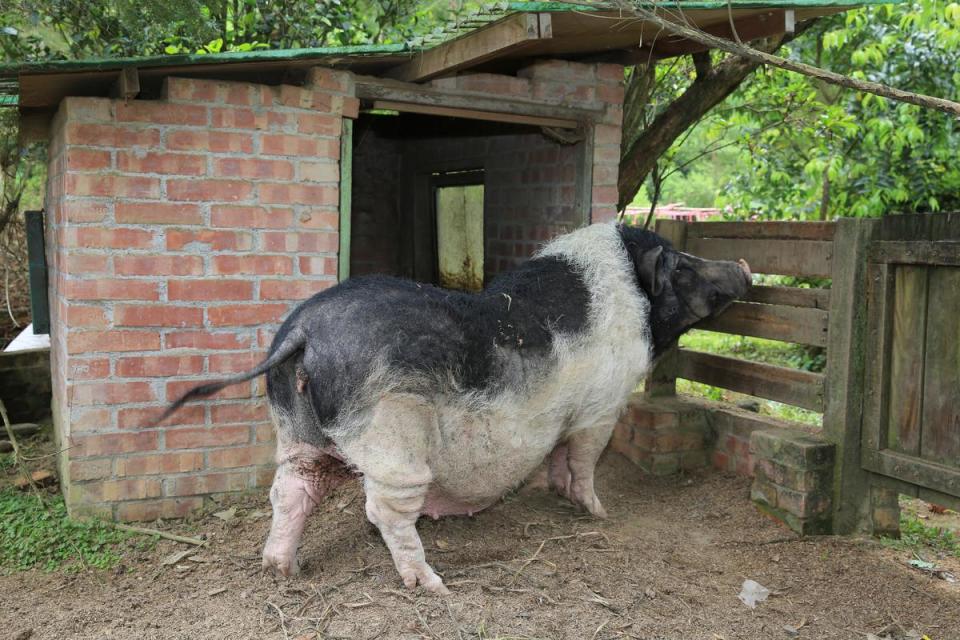 阿楠為他口中的「阿妹」麝香豬，蓋了紅磚小屋。
