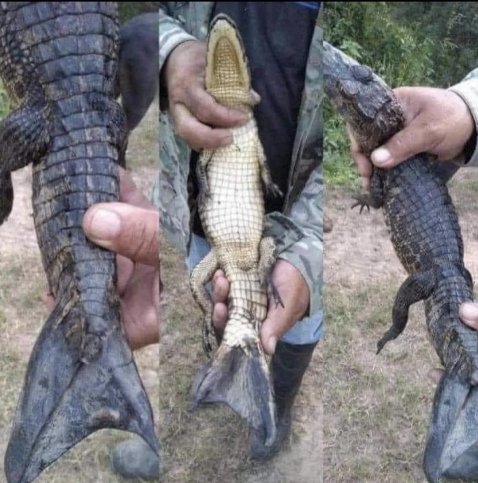 A crocodile's tail that looks like a fish tail