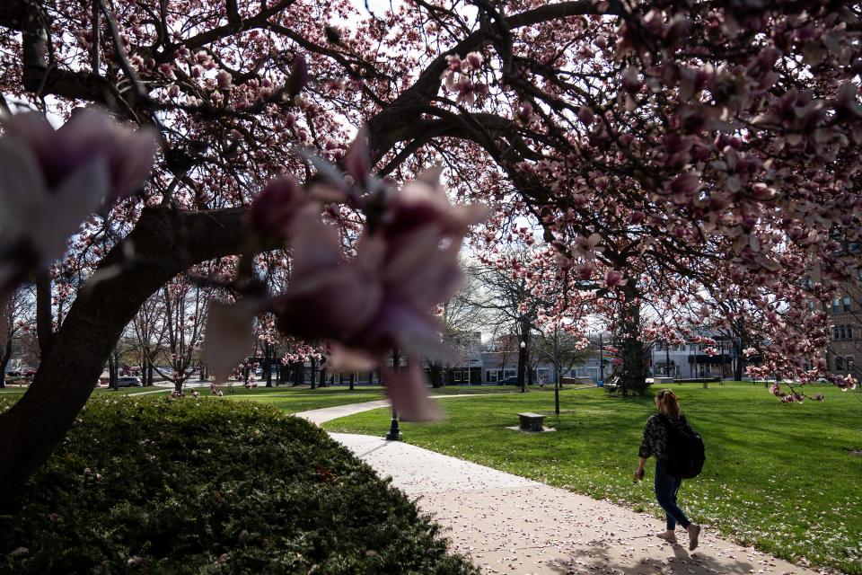 A woman walks under one of the blooming Magnolia trees on the Drake University campus, on Friday, April 14, 2023, in Des Moines. 