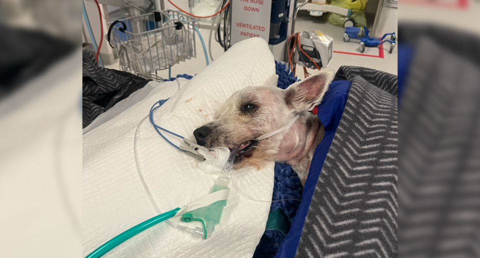 Oscar attached to tubes and wires while at the vet clinic. 