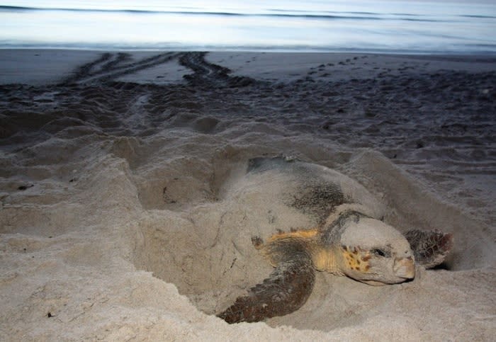 FWC said these large marine turtles start nesting on Florida beaches in spring. You can help by keeping beaches dark at night and free of obstacles during their March through October nesting season. Artificial lighting can disturb nesting sea turtles and disorient hatchlings, so avoid using flashlights or cellphones on the beach at night. Turn out lights or close curtains and shades in buildings along the beach after dark to ensure nesting turtles aren’t disturbed. Clear away boats and beach furniture at the end of the day and fill in holes in the sand that could entrap turtles.