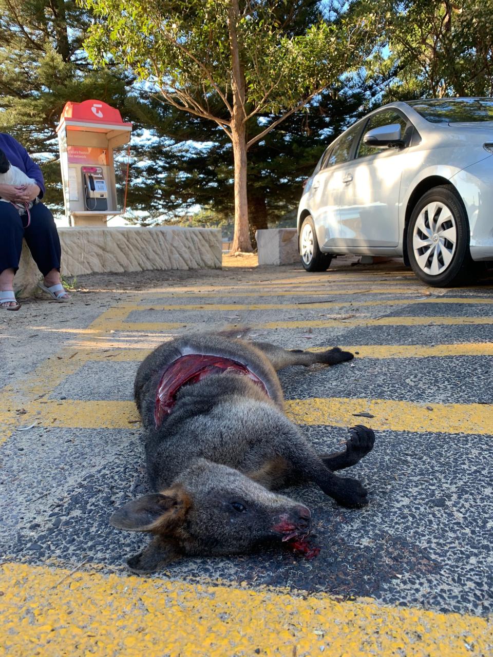 Dead Wallaby in Pearl Beach, Central Coast.