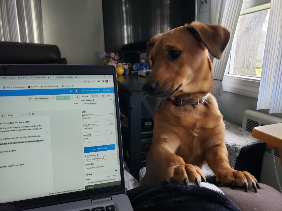 A rescue pup named Wanda helps me write.