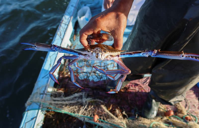Fisherman Salah Zawem shows a blue crab that was caught in a net in Kerkennah Islands