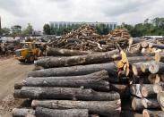 In this Wednesday, Aug. 15, 2012 photo, a worker maneuvers a loader machine through huge stacks of discarded tree trunks to be cut into lumber at Citilog, in Newark, N.J. The Newark company takes unwanted trees from the so-called urban forest — parks, yards, streets and wherever else a tree might grow in a city — and turns them into furniture, flooring and other materials. (AP Photo/Mel Evans)