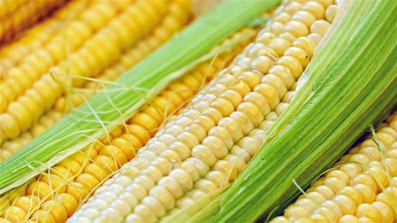 營養師提醒，玉米屬於「澱粉類」，且一根的熱量就與半碗飯接近，若吃多了恐會增胖。（示意圖／翻攝自Pixabay）