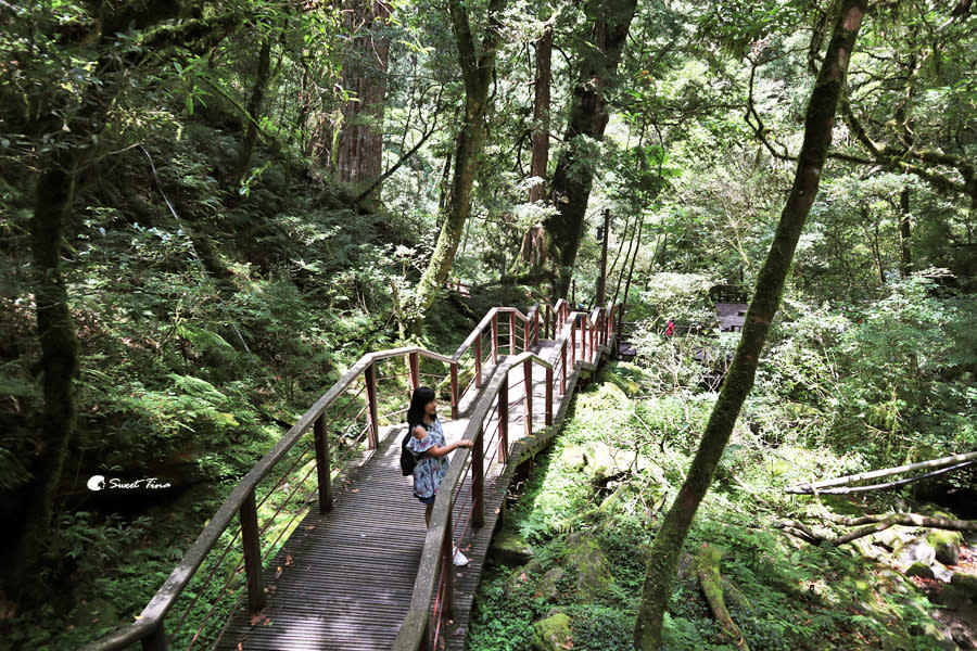 拉拉山巨木群步道