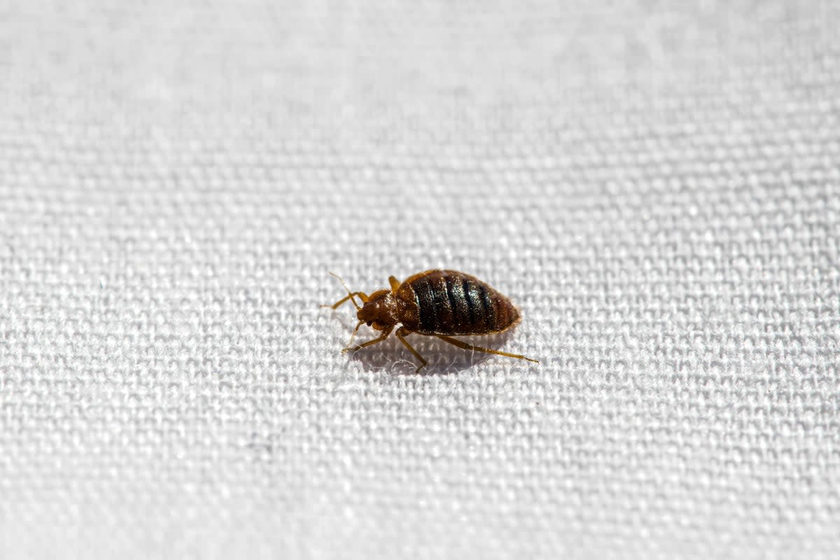 The bug was found crawling up the passenger’s leg on a first-class flight from LaGuardia to Detroit  (Getty Images/iStockphoto)