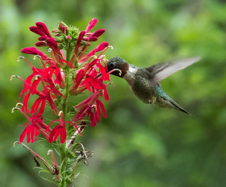 A male ruby-throated hummingbird, photographed in 2016.