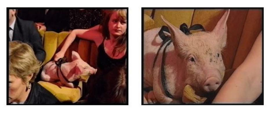 1996: Babe the pig heads to the British Academy Film Awards (BAFTA)