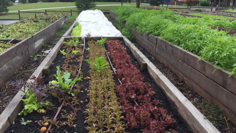 'It's hard work — but it's fun': North Van high schoolers farm up fresh foods