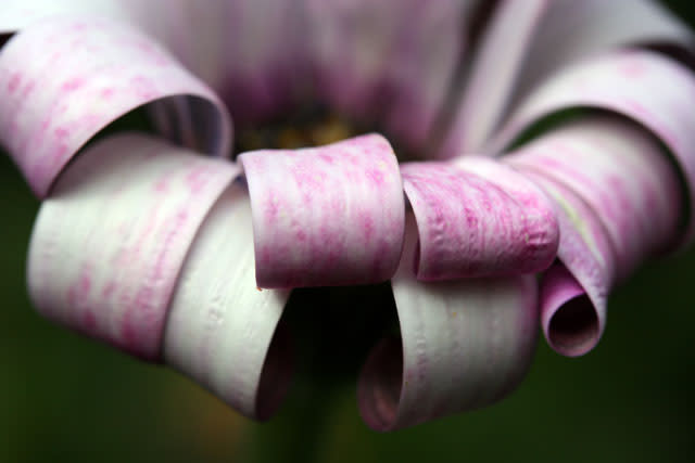 Curly Petals