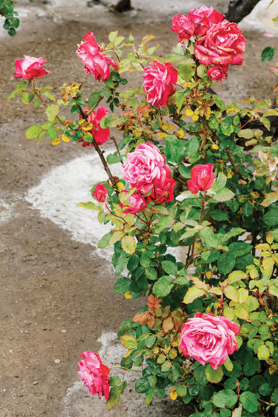 One of the men’s favored spots to shoot a video in San Quentin is the chapel garden, because there are flowers.