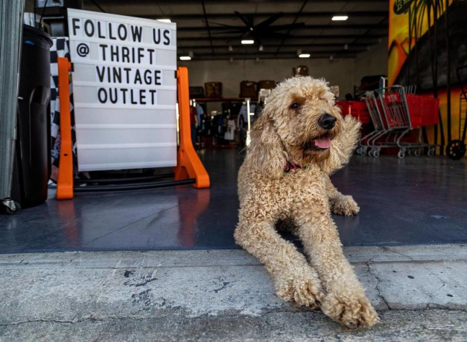 Zoe, una Goldendoodle, recibe a los clientes en la entrada de Thrift Vintage Outlet en Hialeah. Junio 28, 2022