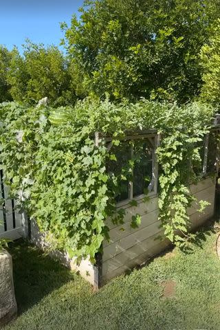 <p>kyliejenner/Instagram</p> Kylie Jenner's garden