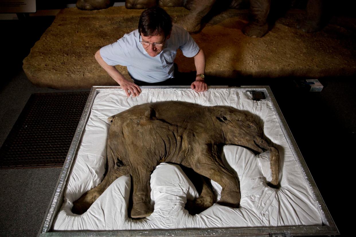 A man looks into a box with a perfectly preserved baby mammoth mummy cushioned in white sheetlike material.