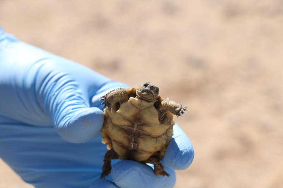 A gloved hand holds a juvenile desert tortoise that was moved from an expansion area at the Marine Corps Air Ground Combat Center in Twentynine Palms in 2017.