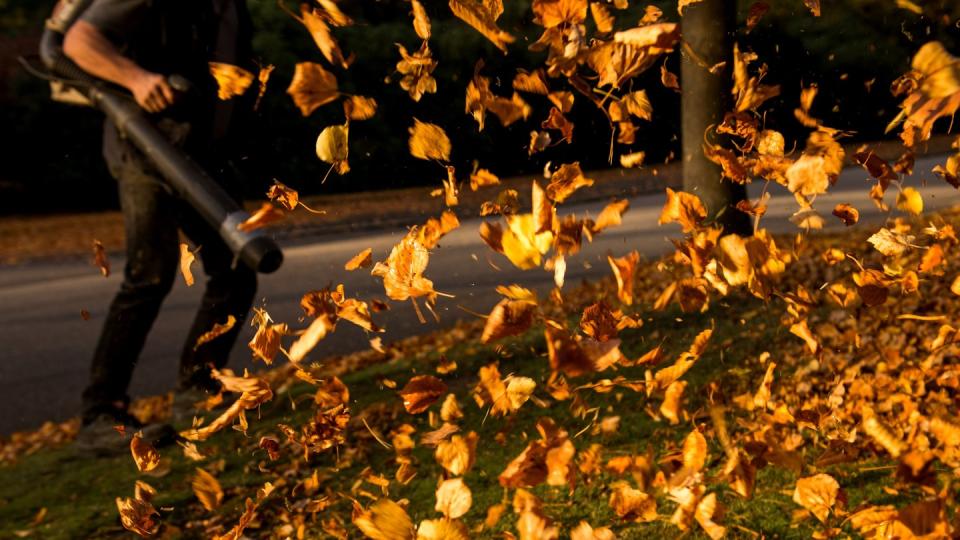 Ein Mann entfernt auf einem Hamburger Friedhof mit einem Laubbläser herbstlich verfärbte Blätter.