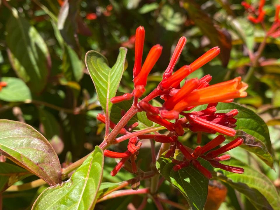 Firebush is a striking native plant.