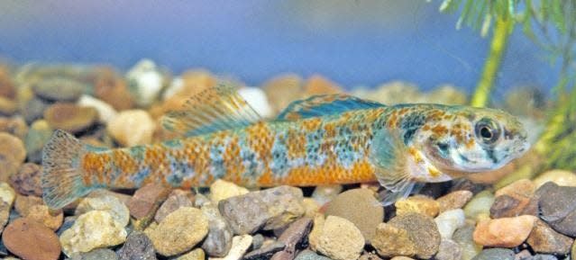 The colorful Iowa darter could become the official Iowa fish under a resolution currently in the Iowa Legislature