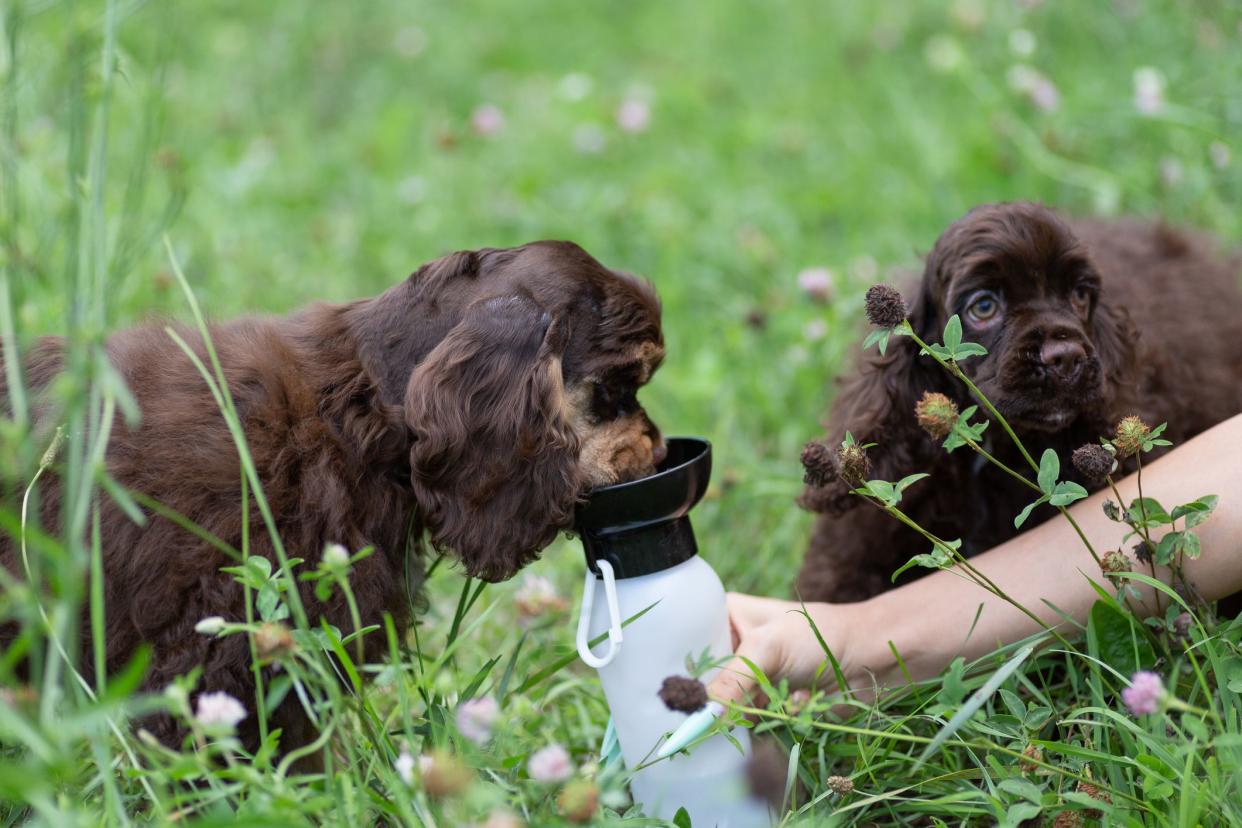 Two brown American Water Spaniel puppies in high grass, one is drinking water from a water bottle, while the other is looking at the owner holding the water bottle, with a blurred background of grass