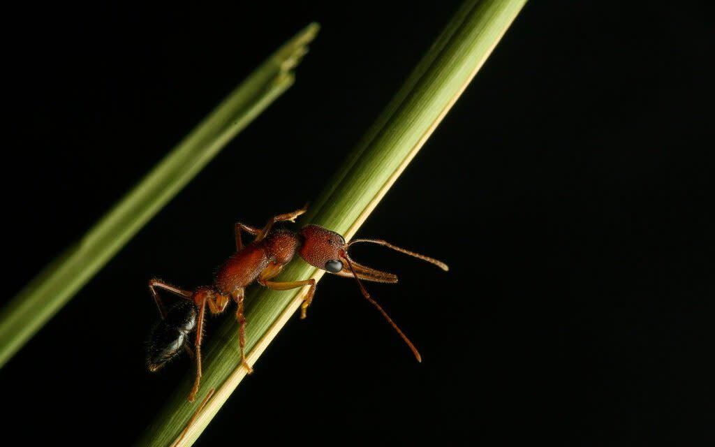 Indian Jumping ant - Clint Penick