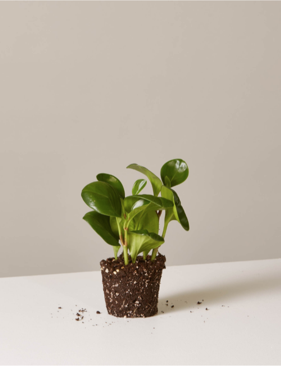 Green Peperomia