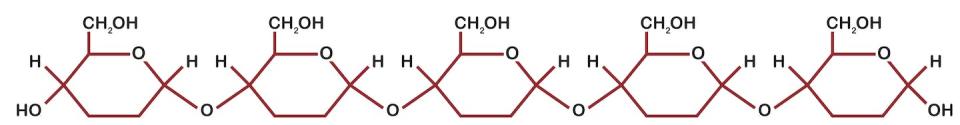 Chains of simple sugar molecules linked together form starches and other carbohydrates. <a href="https://www.gettyimages.com/detail/illustration/biology-diagram-show-structure-and-formation-royalty-free-illustration/1247905133" rel="nofollow noopener" target="_blank" data-ylk="slk:Trinset/iStock via Getty Images Plus;elm:context_link;itc:0;sec:content-canvas" class="link ">Trinset/iStock via Getty Images Plus</a>