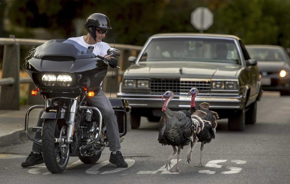 A motorcyclist looks over at two turkeys who disrupted the flow of traffic as they left the UC Davis campus on Wednesday afternoon on August 1, 2018.