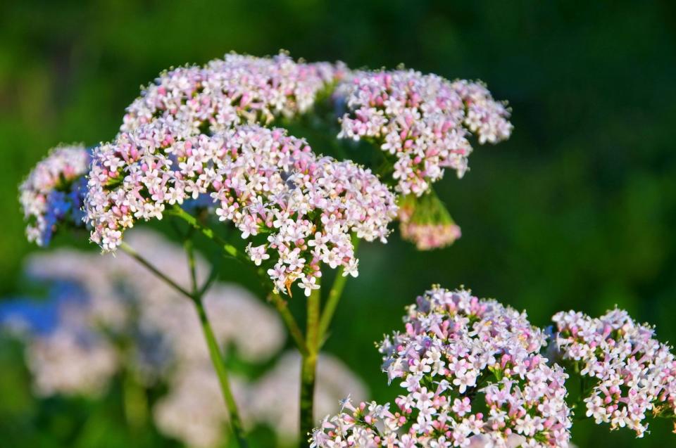 Baldrian ist ein Ruhespender - vor dem Schlafgehen oder bei genereller Nervosität. Die Heilpflanze hilft außerdem bei Muskelverspannungen, Migräne und Magenproblemen. (Bild: iStock / LianeM)