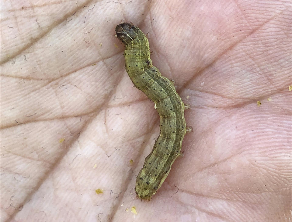 In this March 13, 2019, photo, Uraporn Nournart, a field expert at Thailand’s agriculture ministry, shows the fall armyworm in Tha Muang, Thailand. The pest is munching its way through corn fields around the globe, raising alarm over damage to crops as it spreads into areas that may lack its natural enemies. (AP Photo/Elaine Kurtenbach)