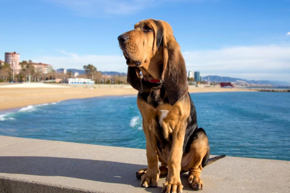 best large breed dogs bloodhound