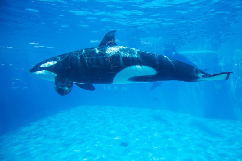 FILE PHOTO: An Orca killer whale is seen underwater at the animal theme park SeaWorld in San Diego, California