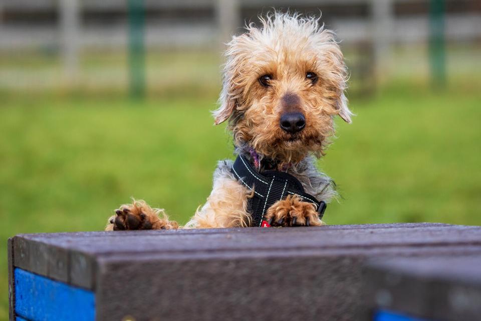 Freya the dog recovers after being thrown from a truck