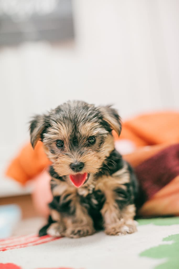 Yorkie puppy