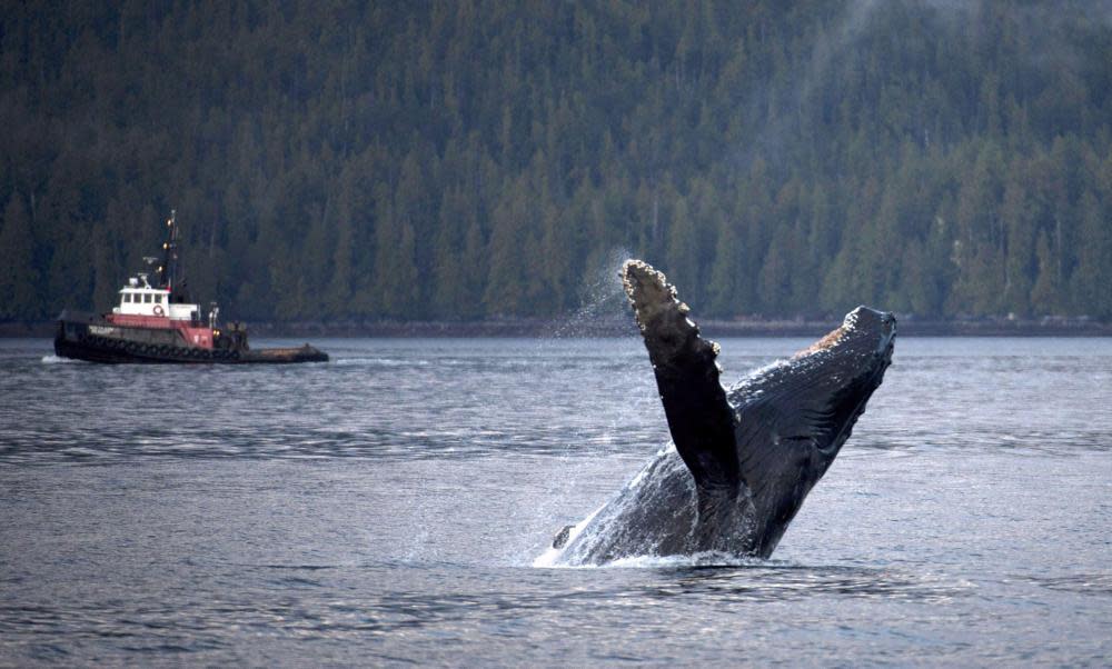 A humpback whale breaches the surface outside of Hartley Bay, British Columbia.