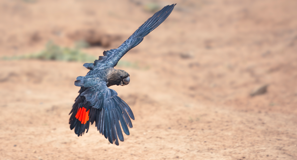 The south-eastern glossy black cockatoo has been listed as vulnerable. Source: Getty