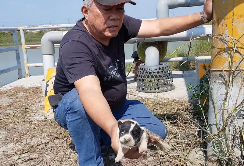 一隻嗷嗷待哺幼犬受困電桿下方水泥縫中，台灣動物緊急救援小組志工發現搶救，讓狗母子一家八口團圓，並帶回「做月子」。（中央社／台灣動物緊急救援小組提供）