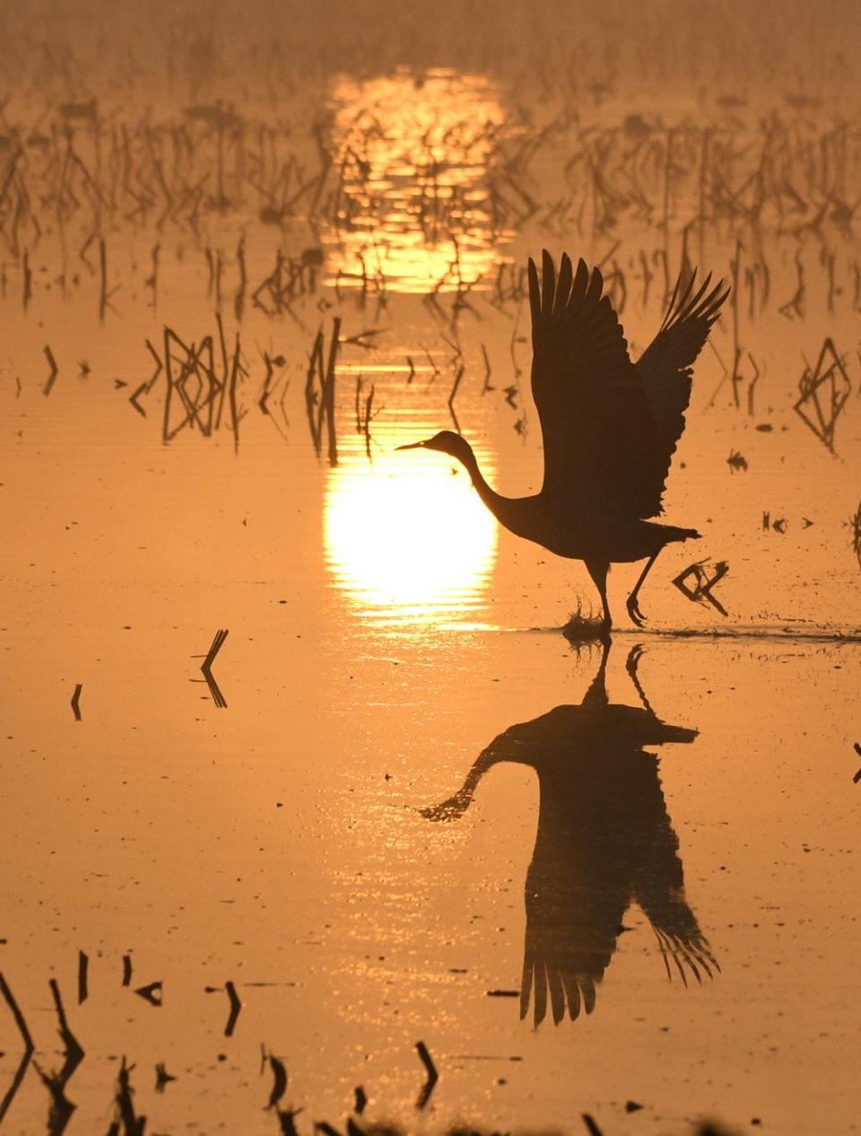 Dave Skinner of Stockton used a Nikon D7500 DSLR camera to photograph a sandhill crane taking flight in a flooded field on Staten Island near Walnut Grove.